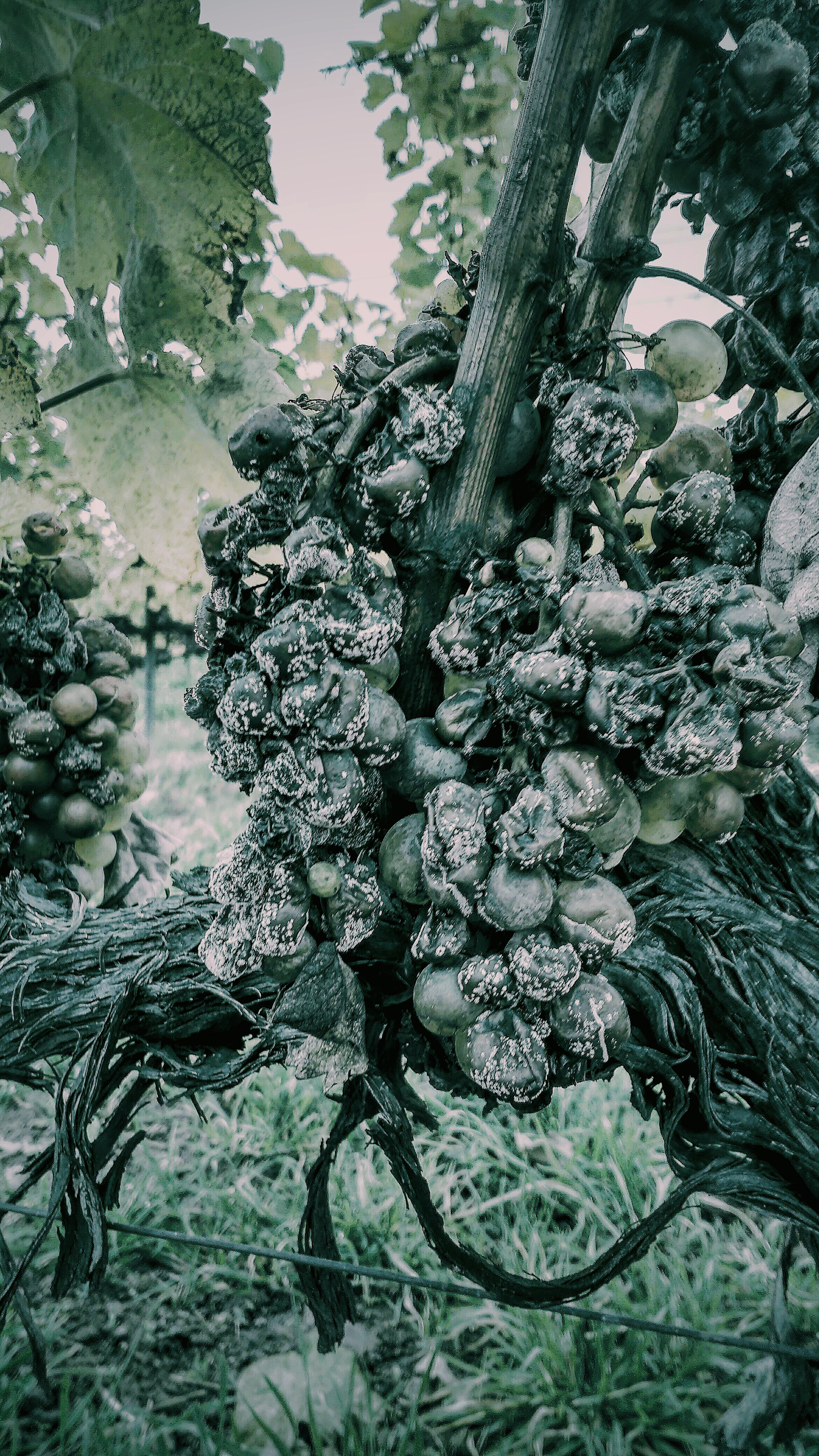  The 'noble rot' in all its glory...
