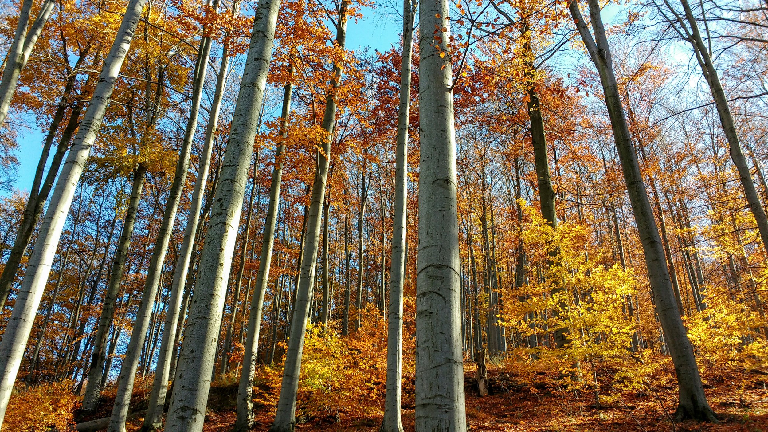 Bükk National Park - intensely Autumn!
