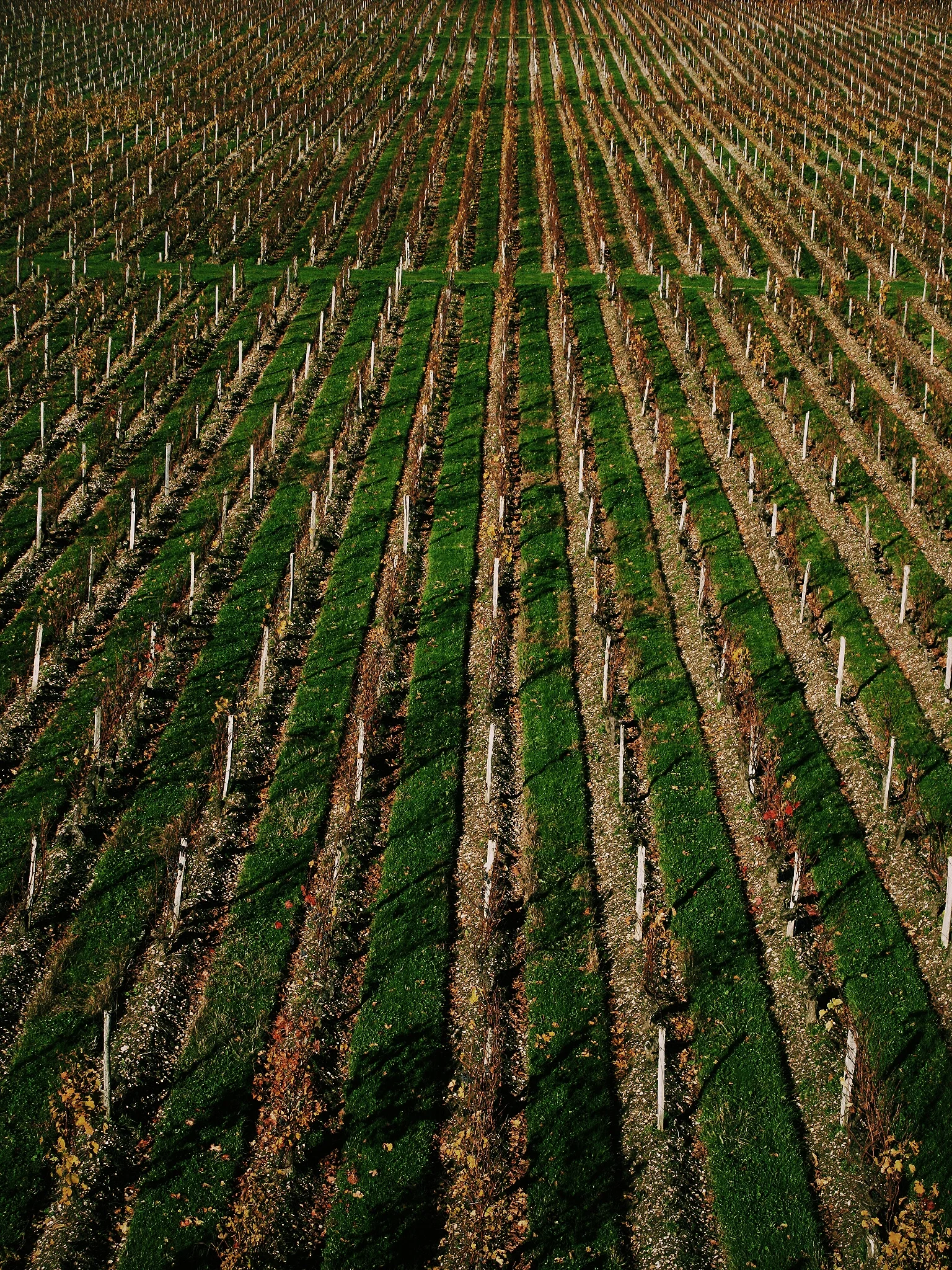  Glorious monoculture..