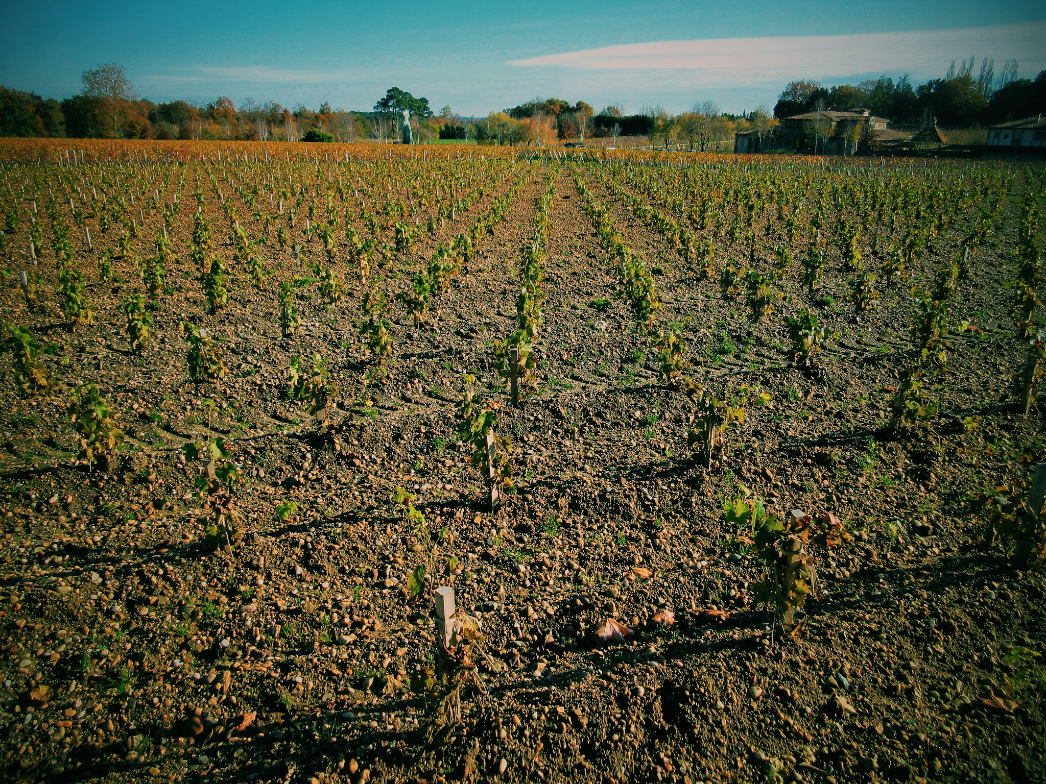 Petites Cabernet Sauvignon vines..