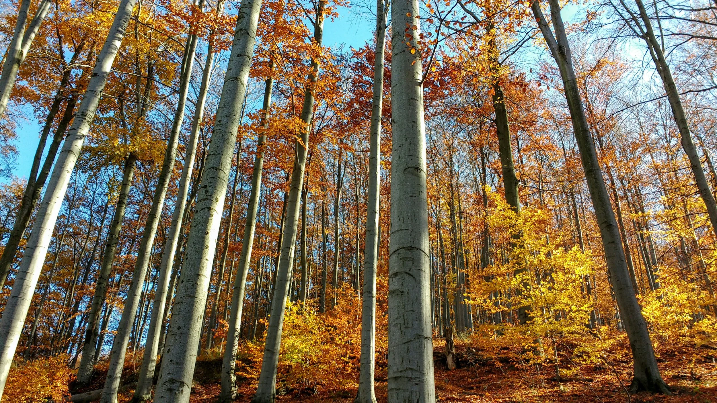 Bükk National Park - intensely Autumn!