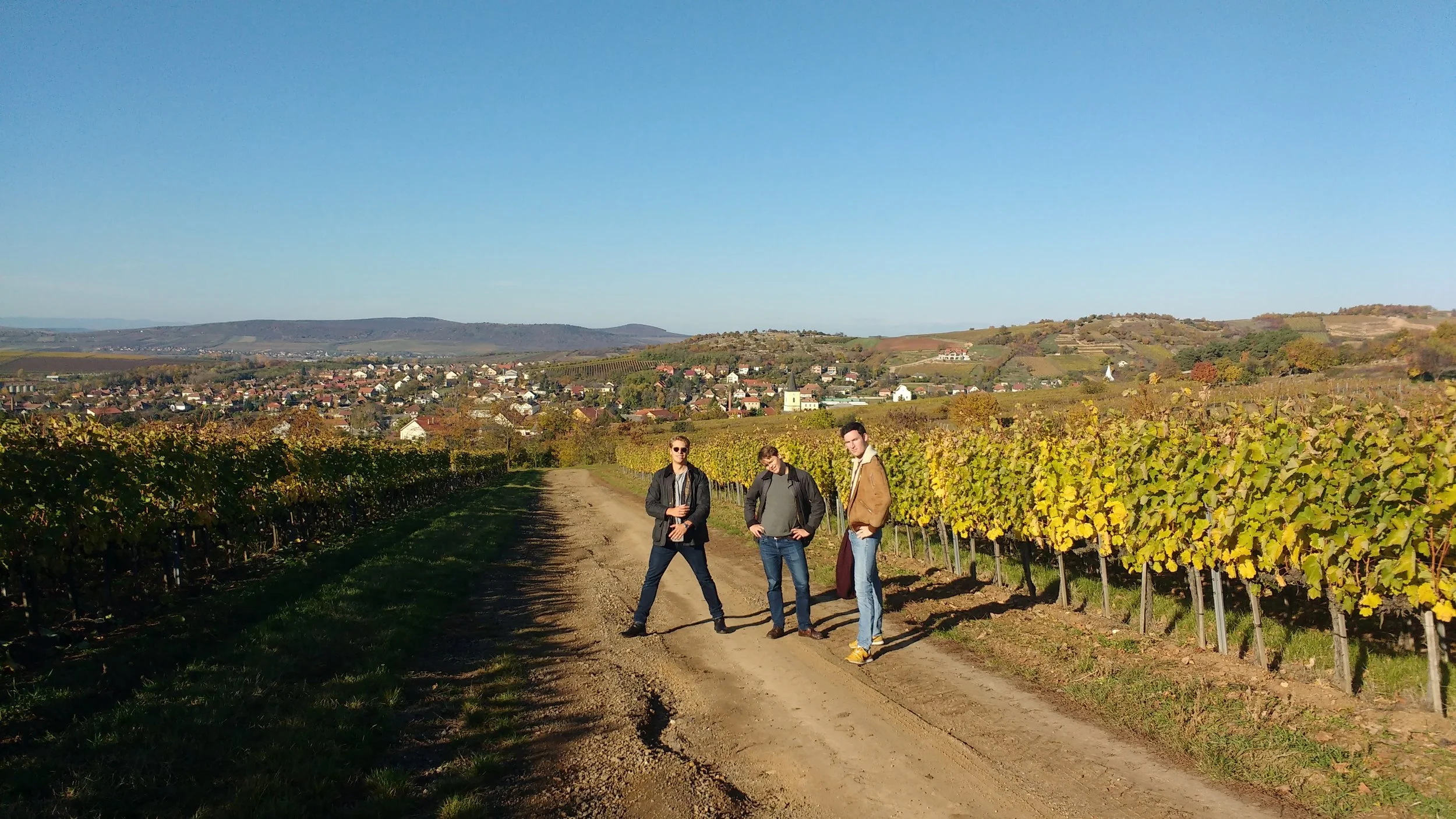 The Szent Tamás vineyard...