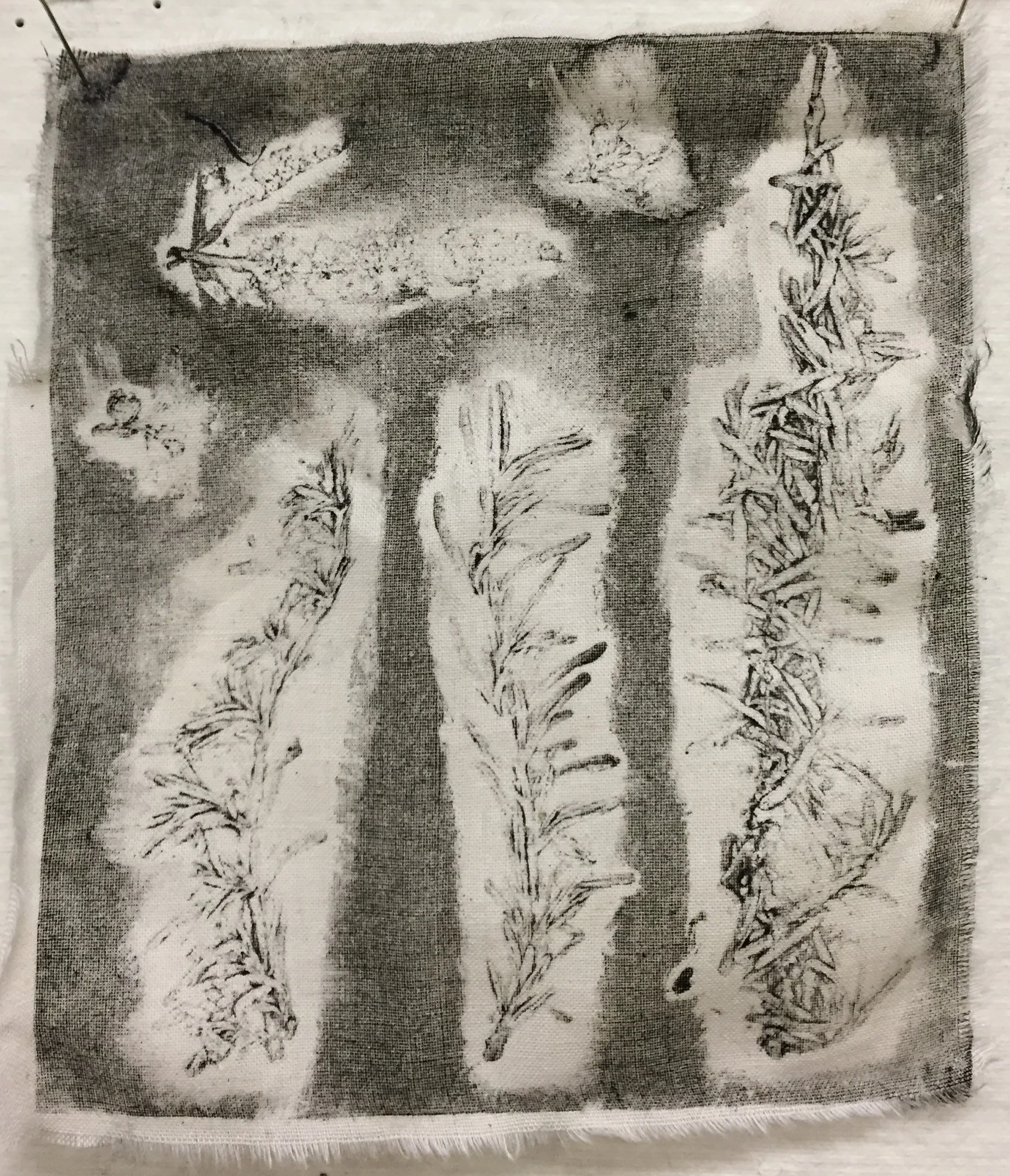  Colograph Taxonomy (detail), 2016 