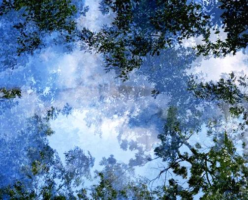 Leah Oates,Transitory Space, Brooklyn, Prospect Park, Blue Tree Look Up #23 copy.jpg