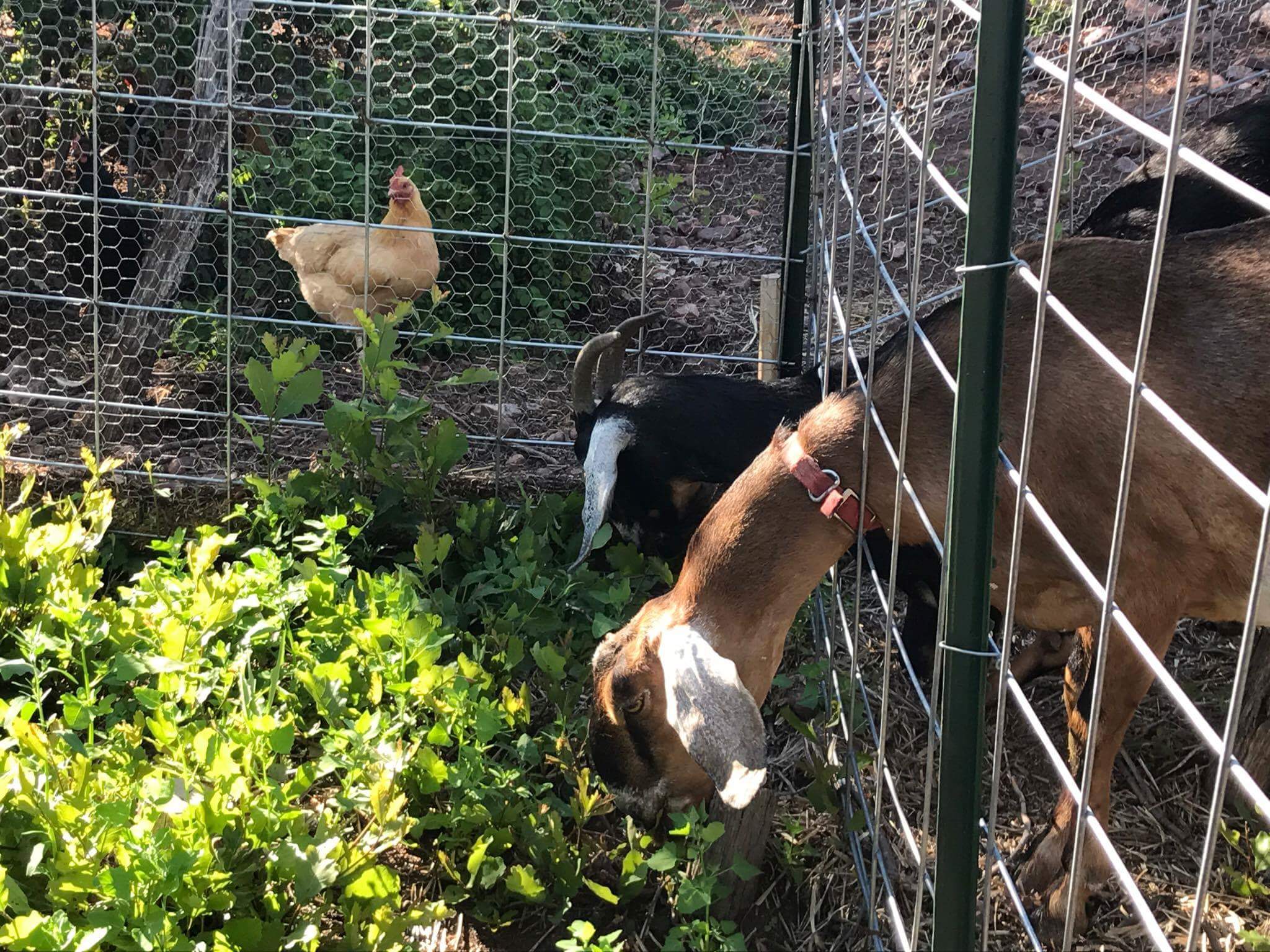 Enjoying the precious animals of SunMountain during the farm tour.