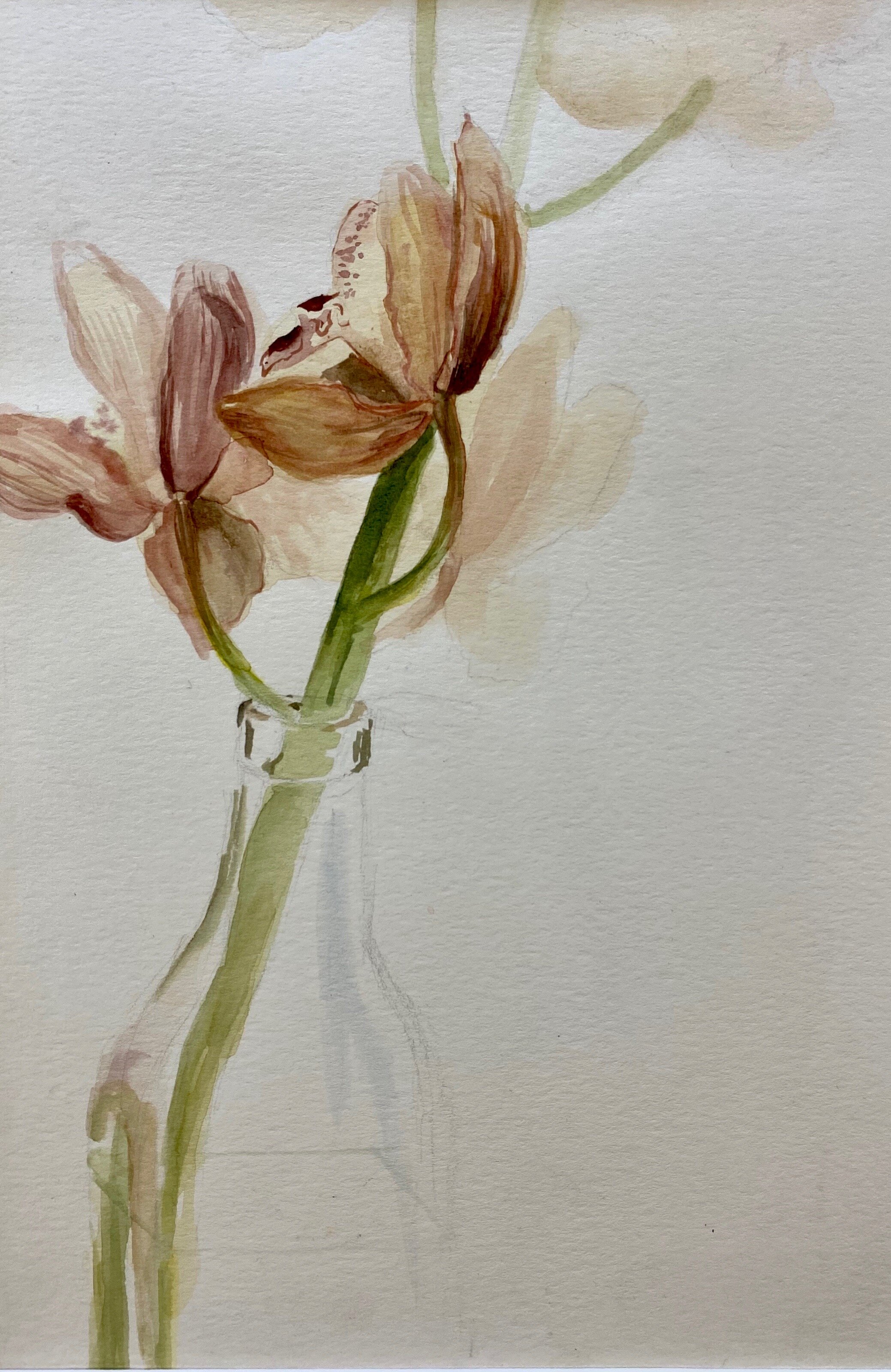 Cymbidium Watercolor