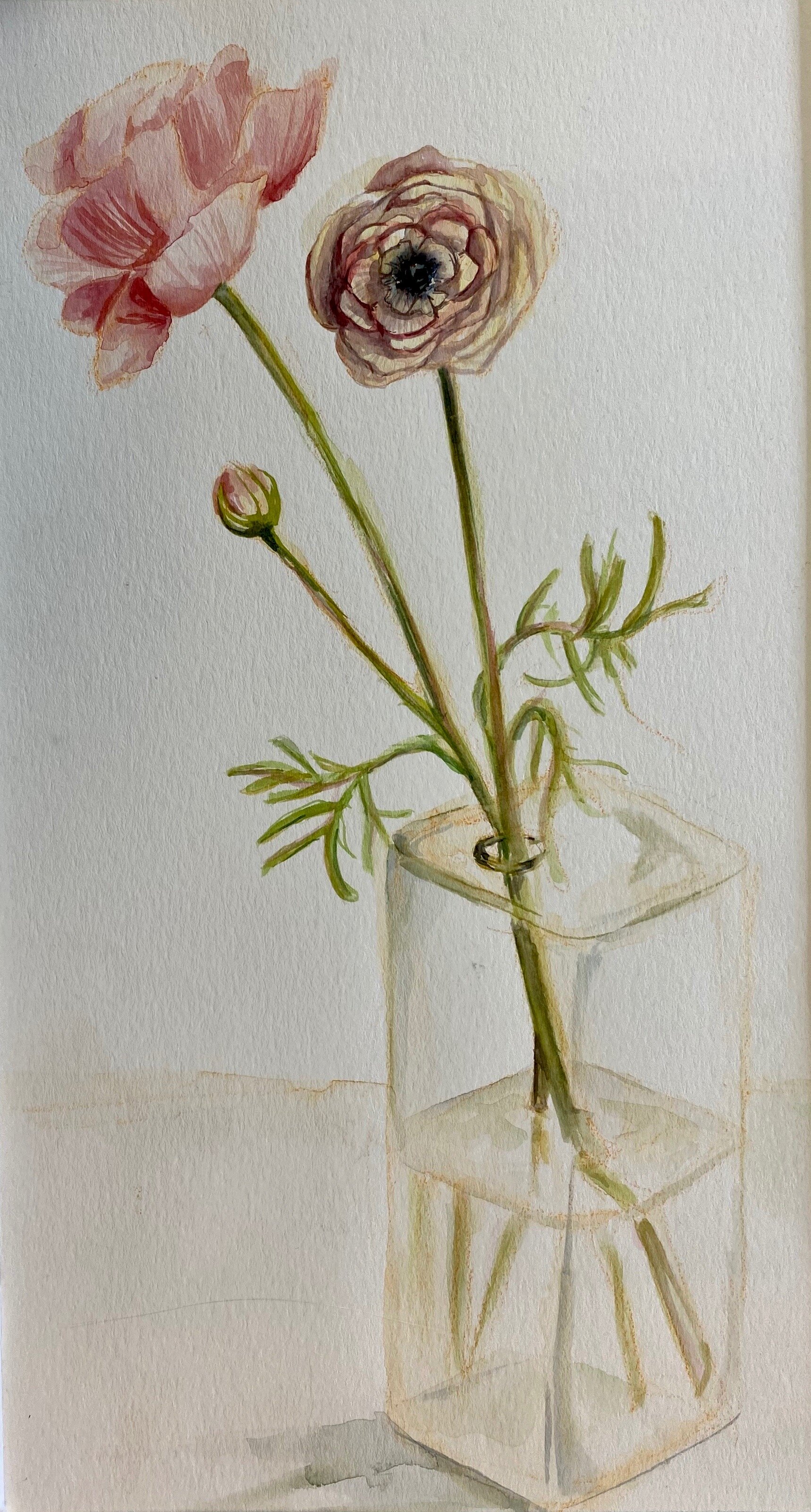 Ranunculus Watercolor