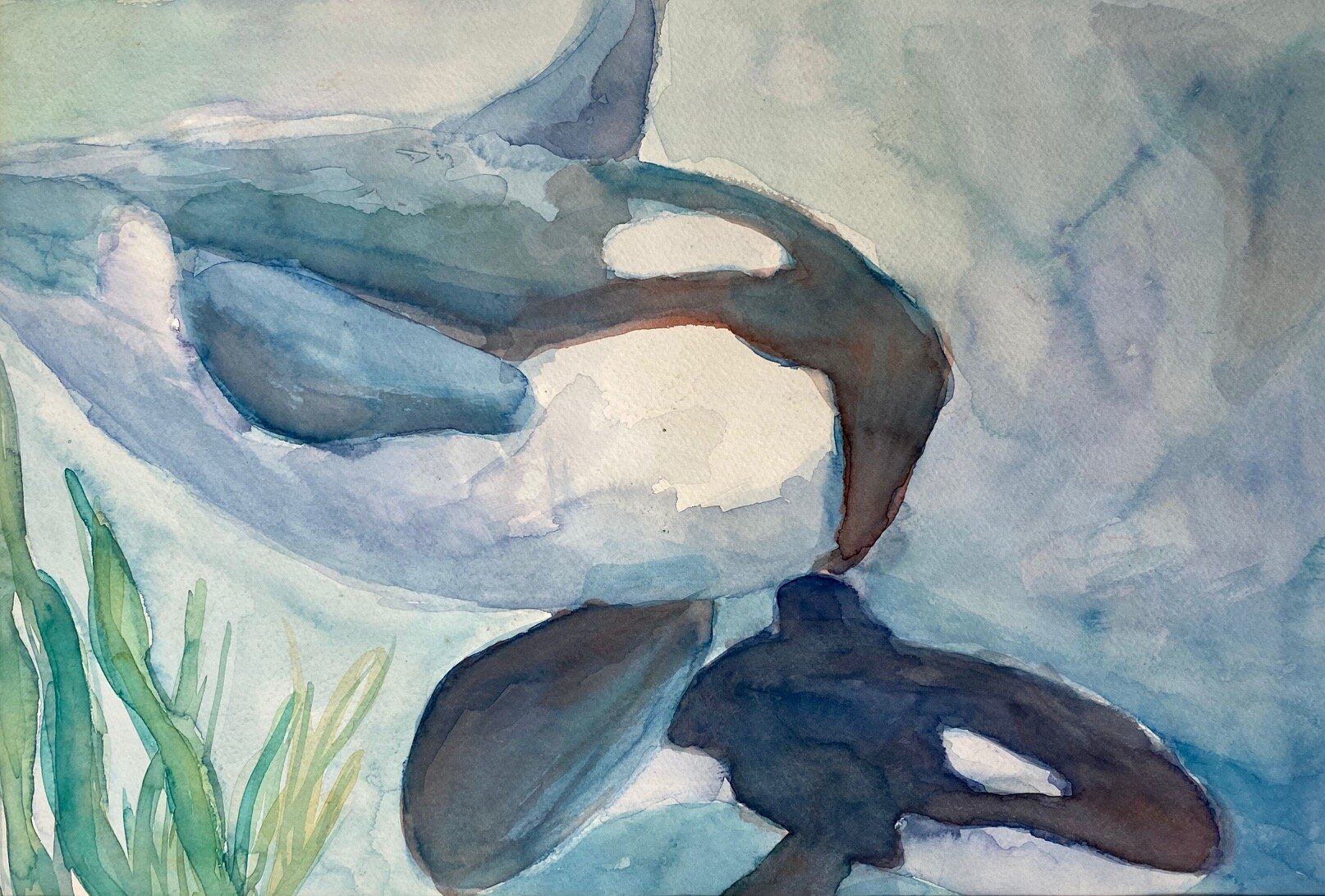 Orca Watercolor