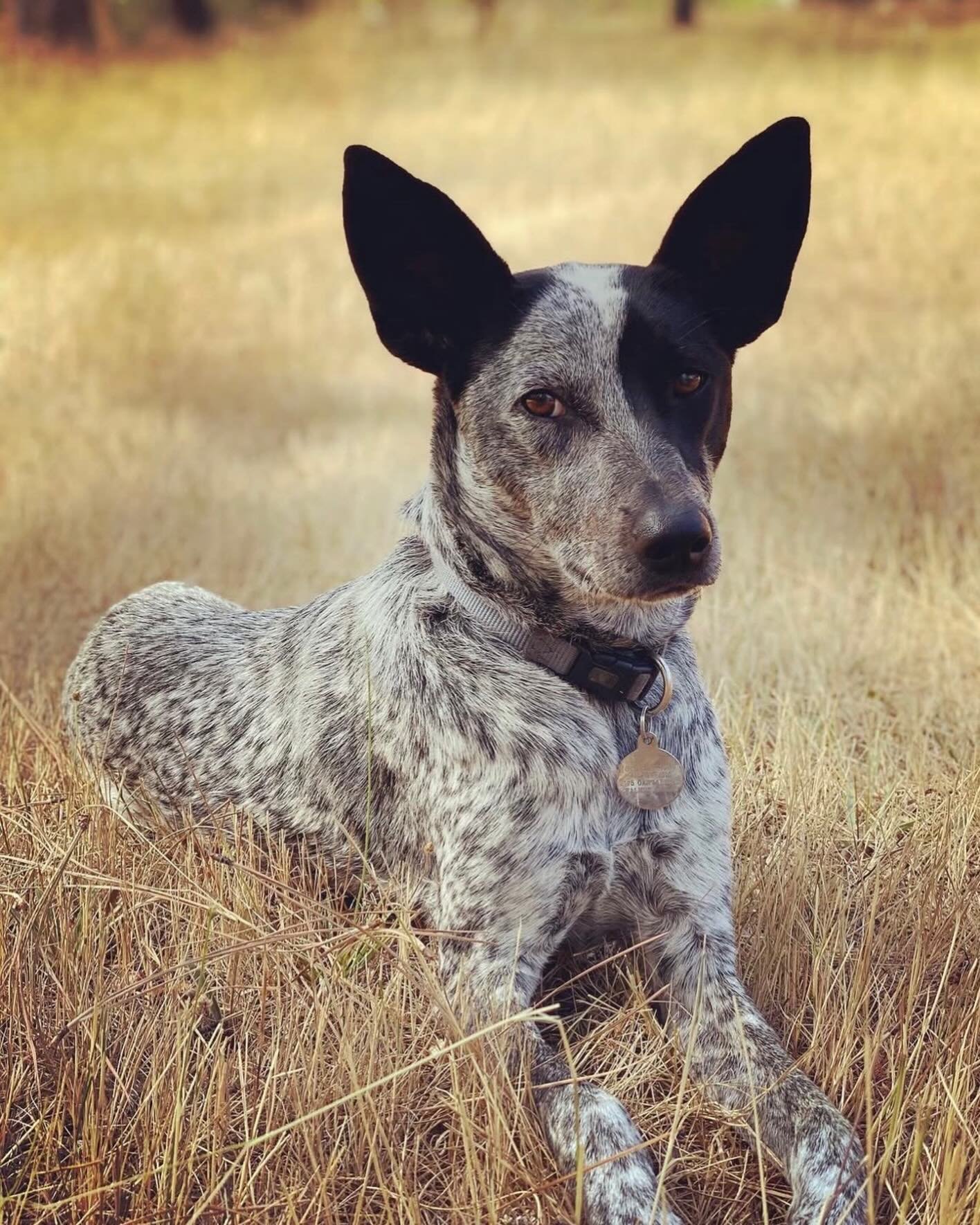 This bestest, smartest, prettiest, calmest, weirdest dingo turns 7 today!🎉🎂🥳 #formosanmountaindog