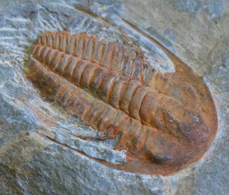 TRILOBITT approaching