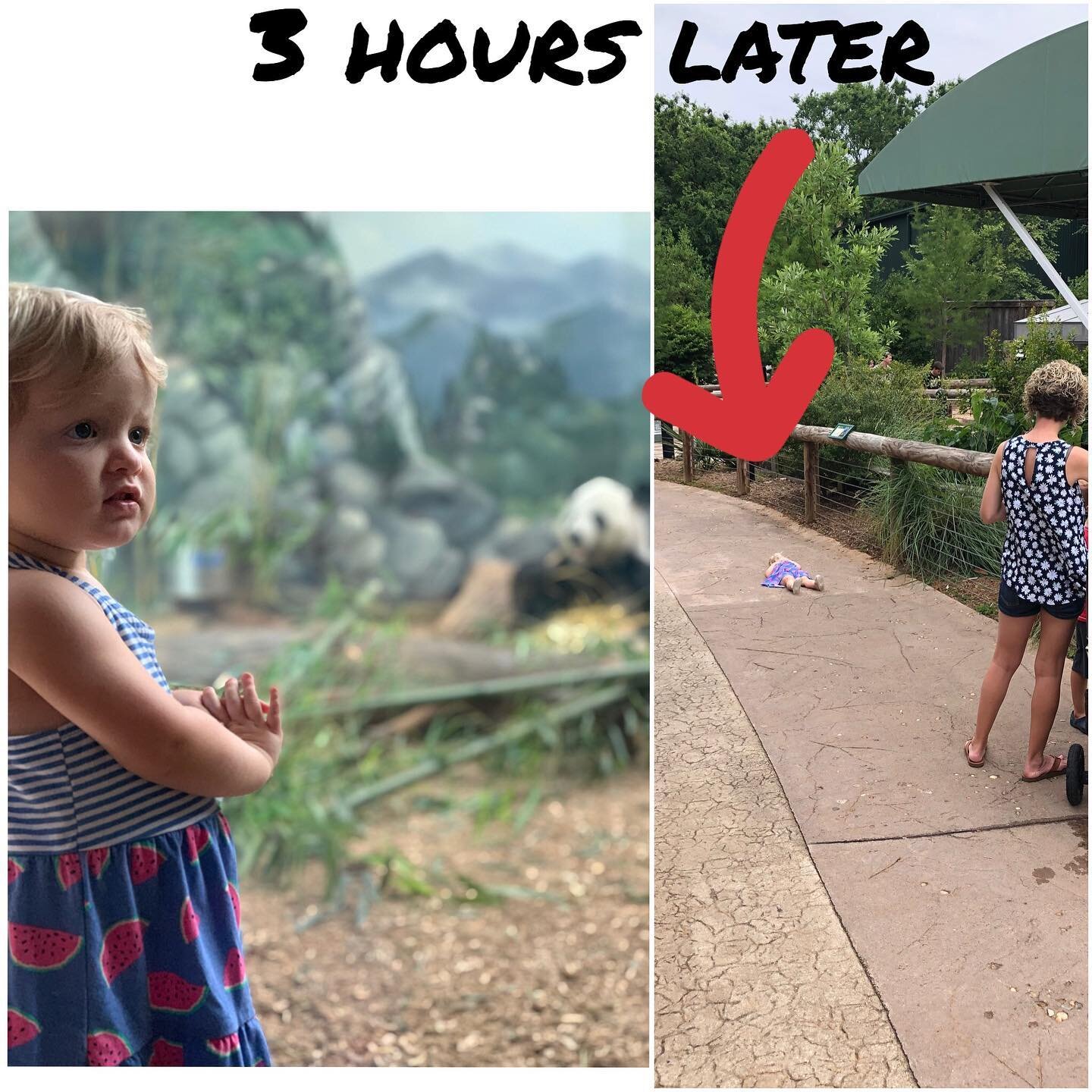 ZOO TRIP SUMMARY
30 minutes in - daughter picture perfect moment with panda in background. 
____
3 hours later - daughter gives up on life and lays face up on concrete

__________
#fatherhoodfitnessfinance#fitness#fitfam#fitfamily#dad#father#family#f