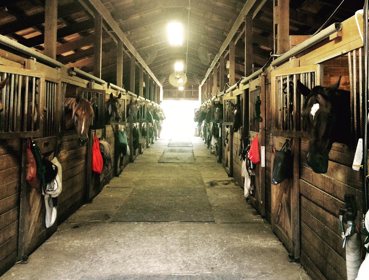 Horses in the barn at feeding time
