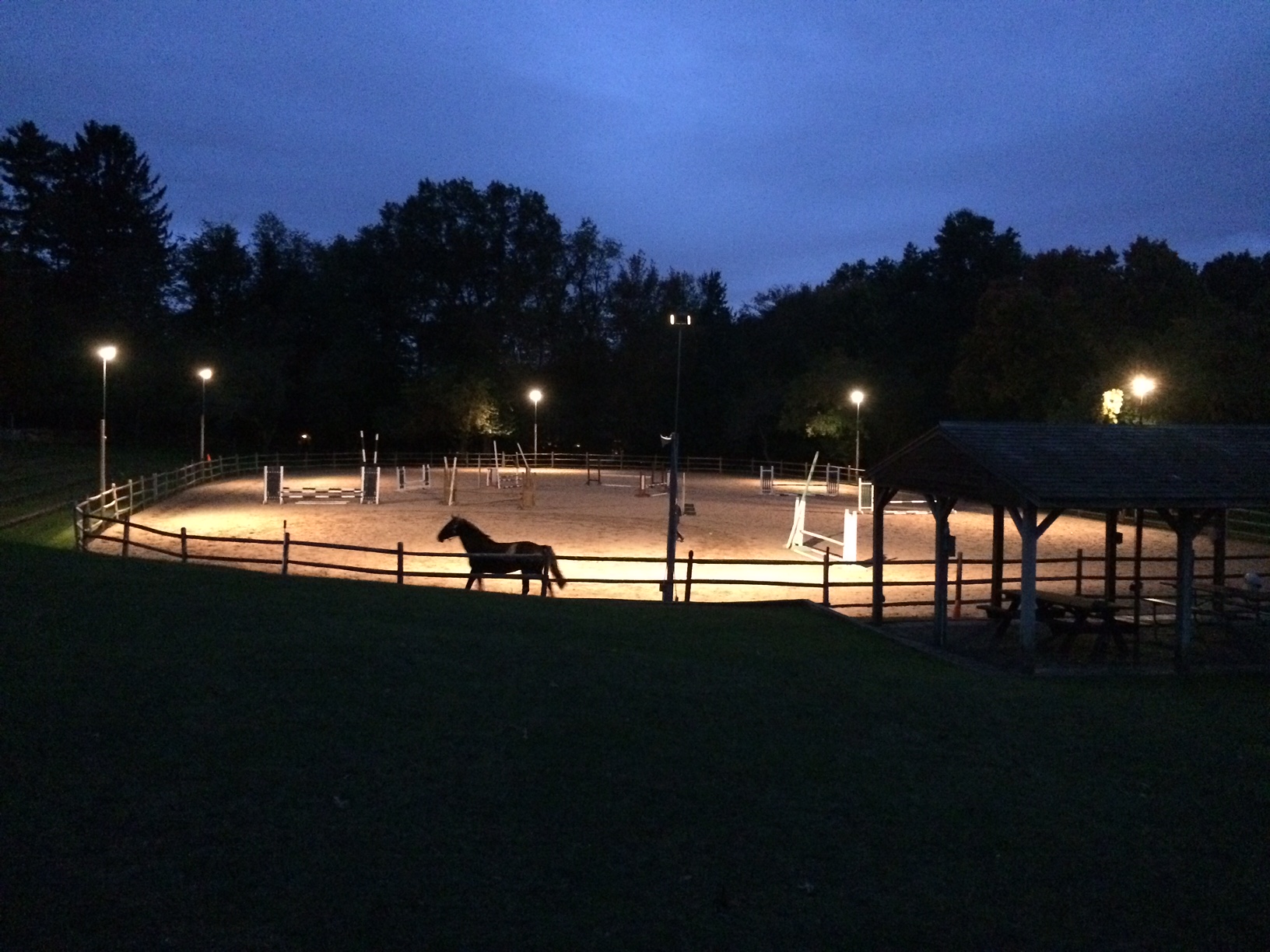 Horse runs in a lighted riding ring