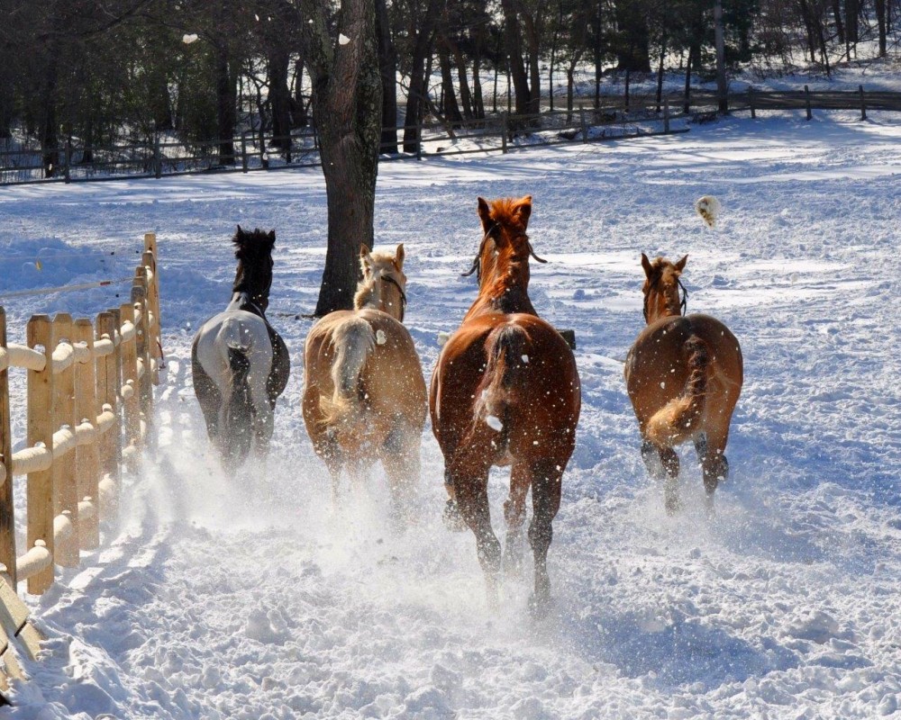 Horses playing in the snow