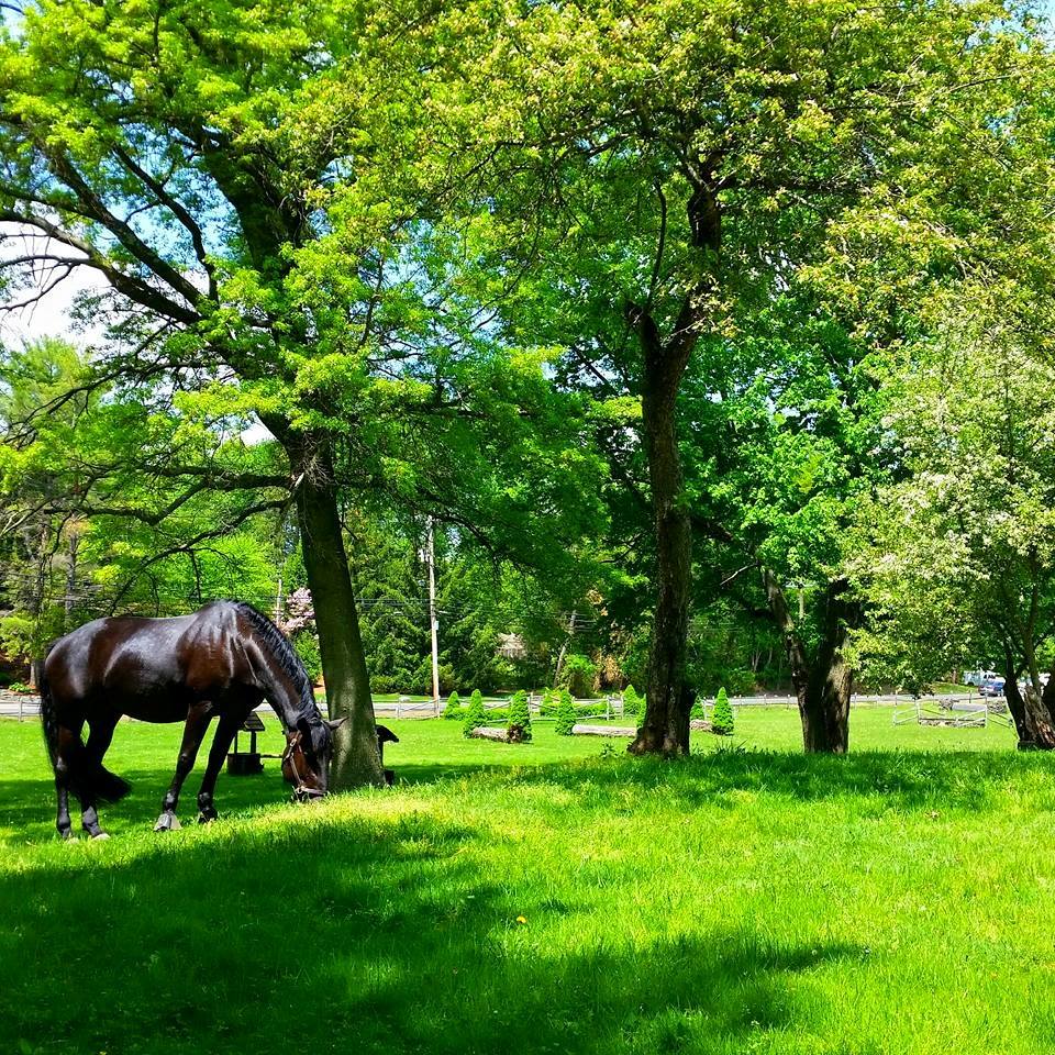 Ireland Grazing.jpg