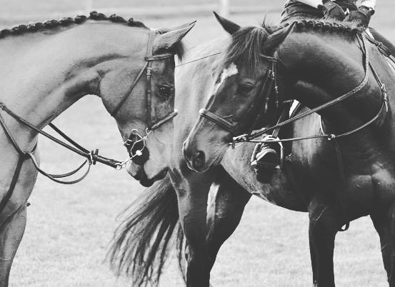 Horses saying hello after a ride