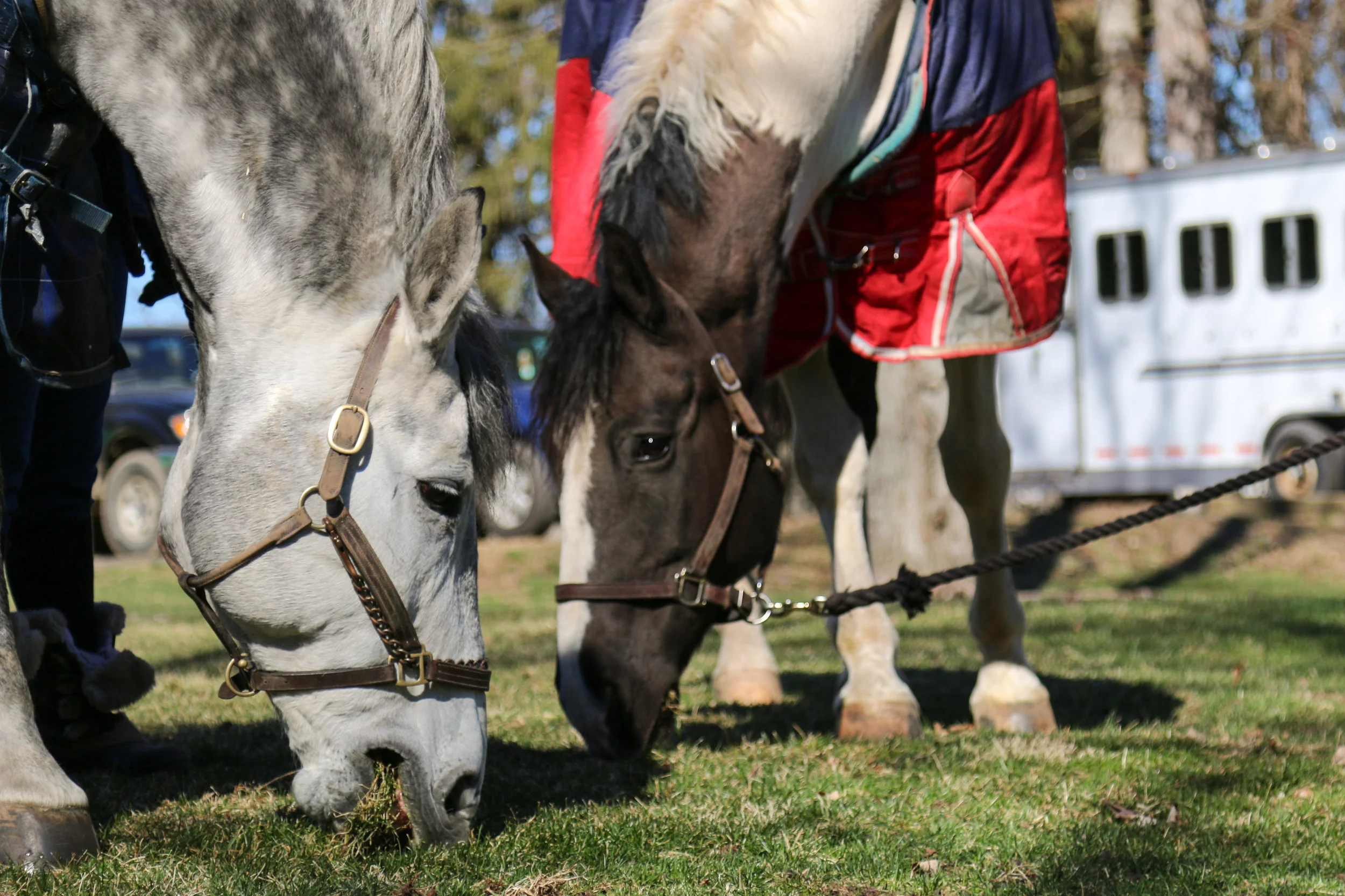 Safari and Theron Grazing-1.jpg