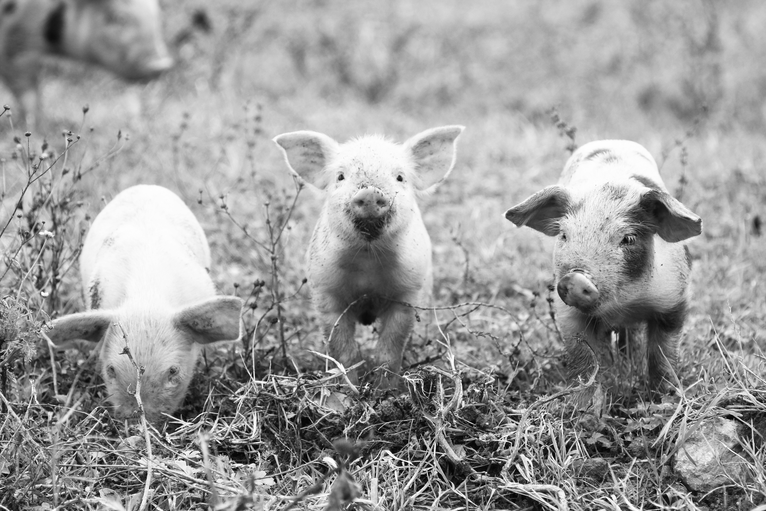 iStock_69322905_XLARGE_BW.png