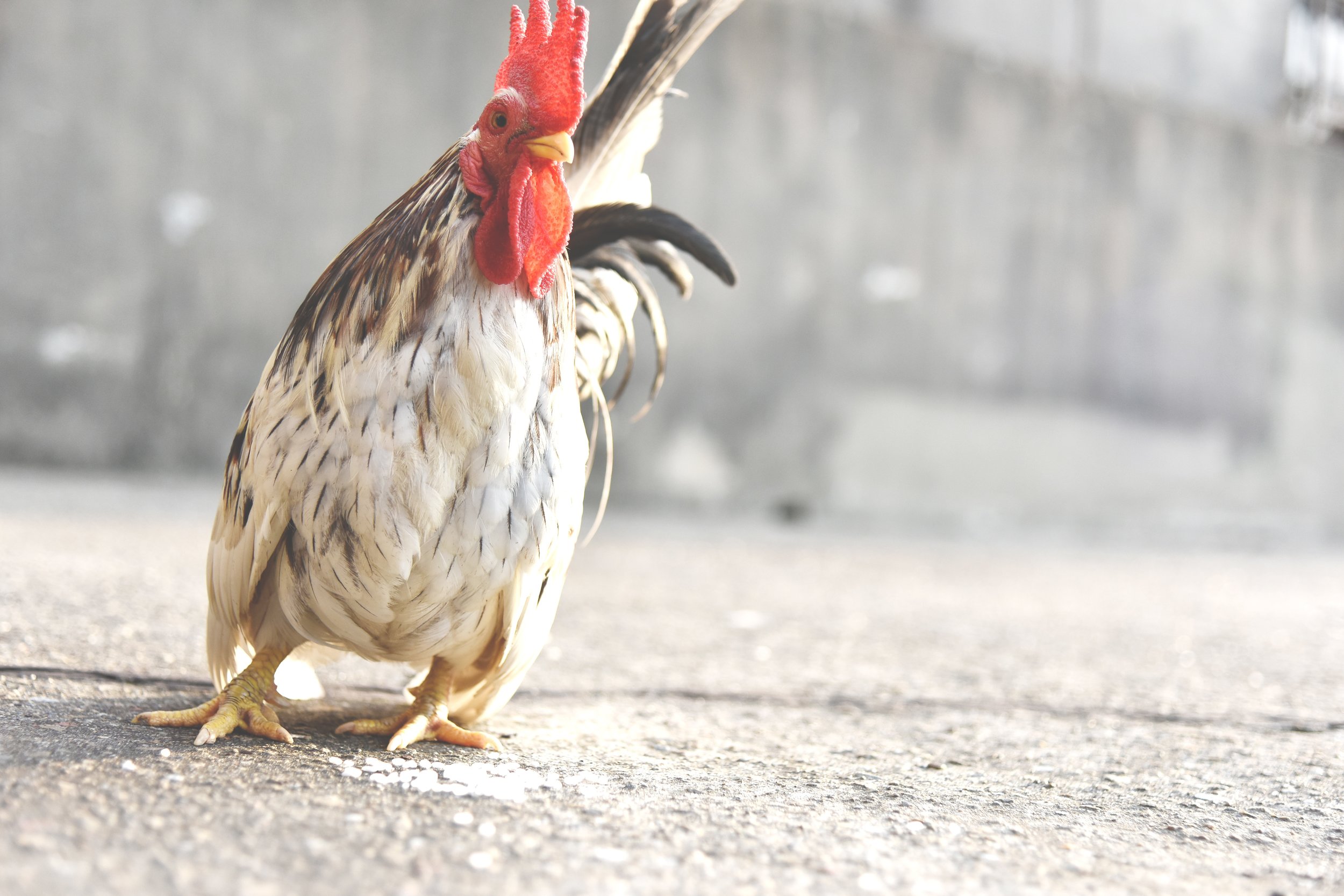 Field Trip to Farm Sanctuary