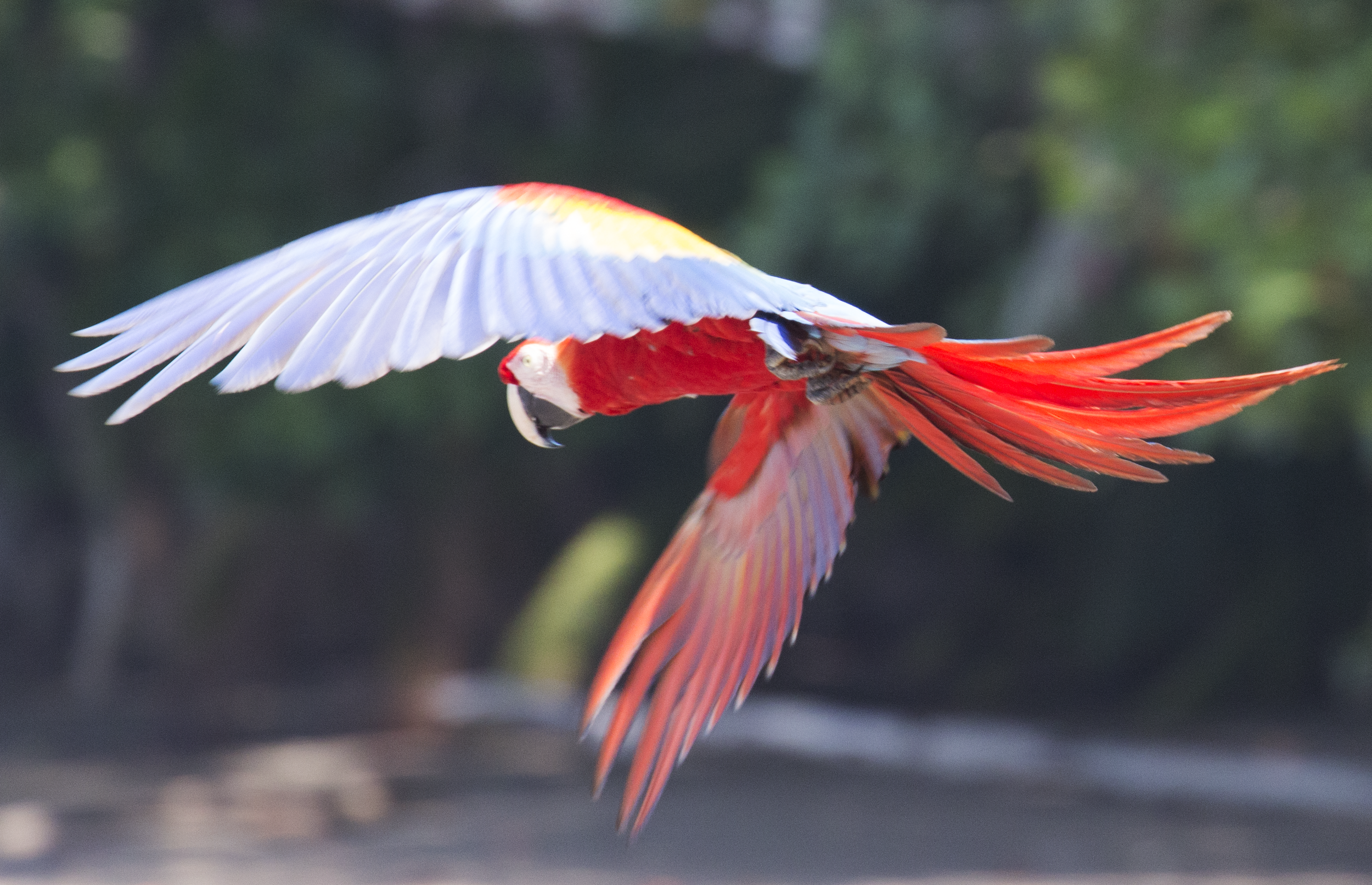 Scarlet Macaw, Osa Rainforest