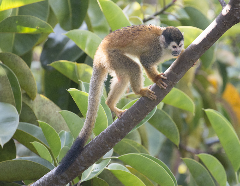 squirrel monkey in tree resized.png