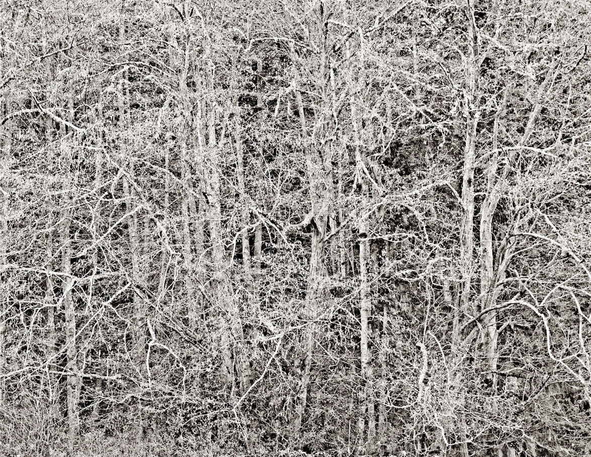 winter trees.jpg