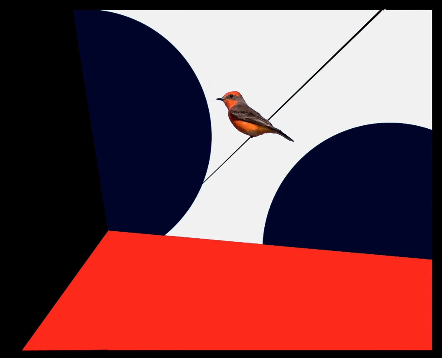 red bird.jpg