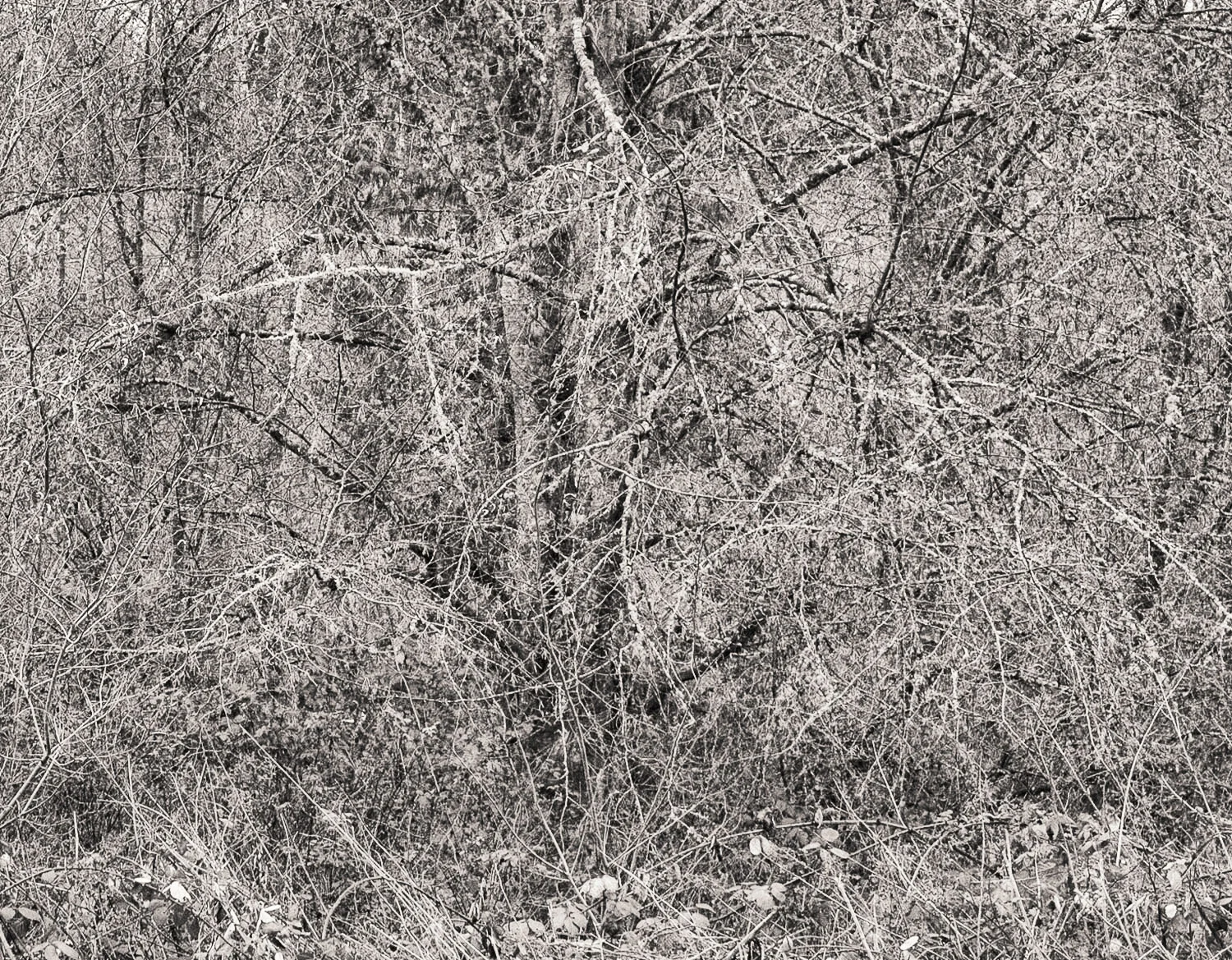 winter thicket.jpg