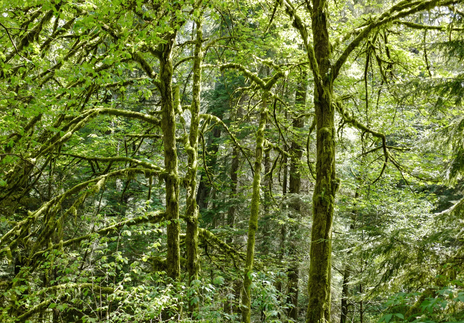 christensen creek2.jpg