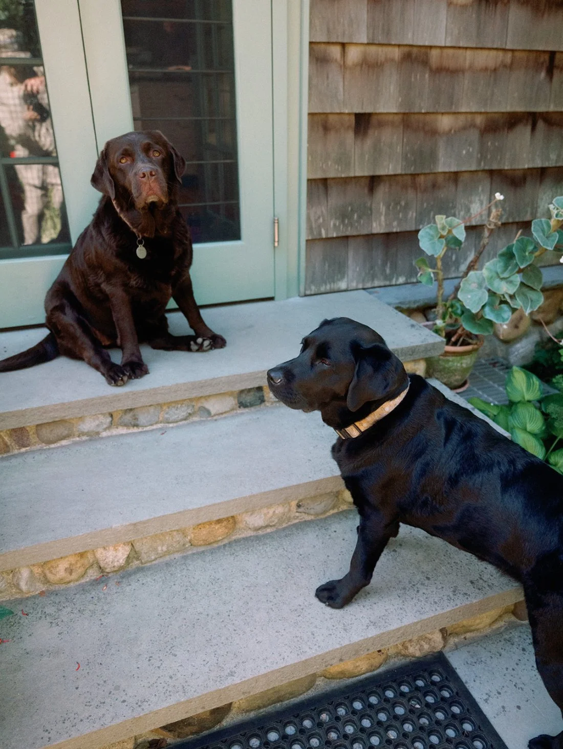 Bride and groom’s two dogs sitting on the doorstep of their Water Mill home during their Hamptons wedding.