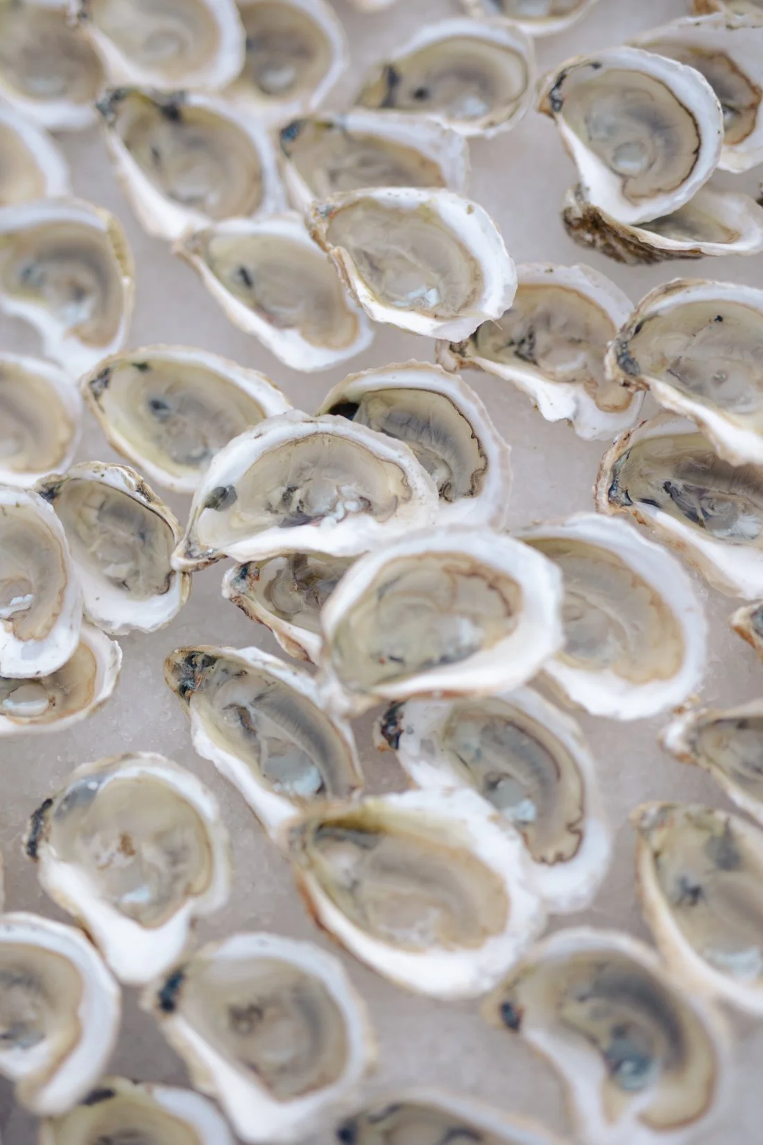 Fresh oysters on ice served during cocktail hour at Peconic Bay Yacht Club wedding