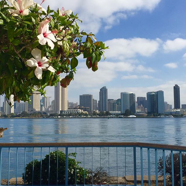 A very nice way to start the morning. #coffeefirst #morningwalk #sandiegoskyline