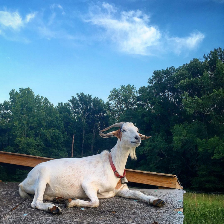 Screen Shot 2017-08-20 at 4.23.33 PM.png