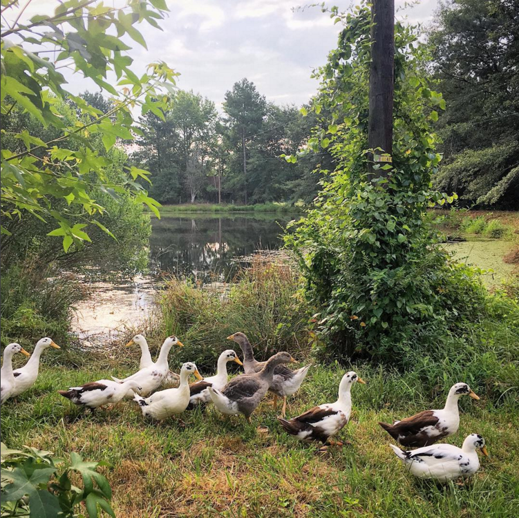 Screen Shot 2017-08-20 at 4.22.49 PM.png