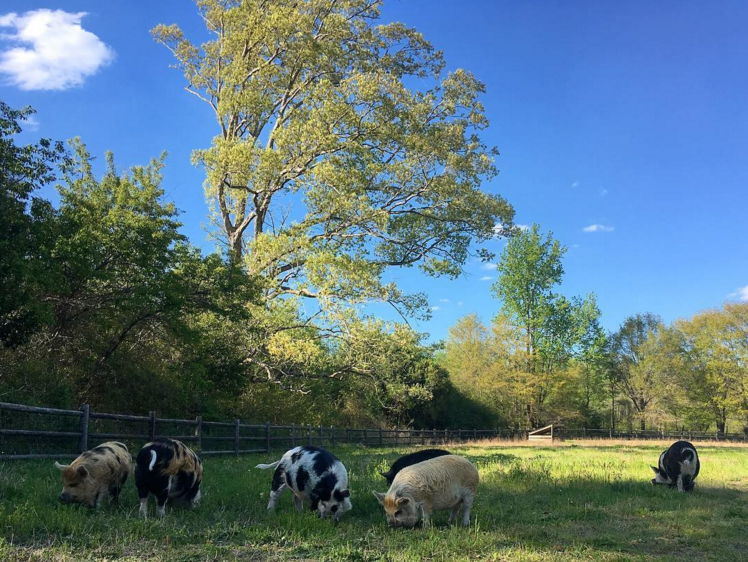 Screen Shot 2017-08-20 at 4.27.26 PM.png