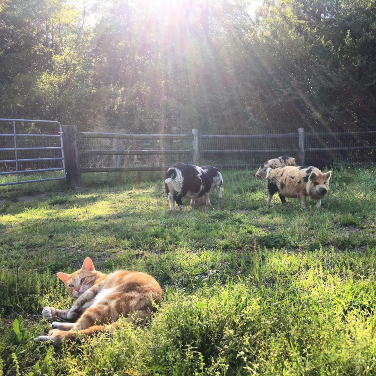 Screen Shot 2017-08-20 at 4.26.56 PM.png