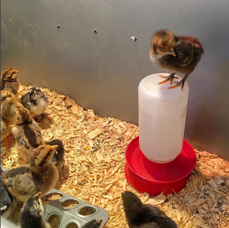 Screen Shot 2017-08-20 at 4.28.17 PM.png