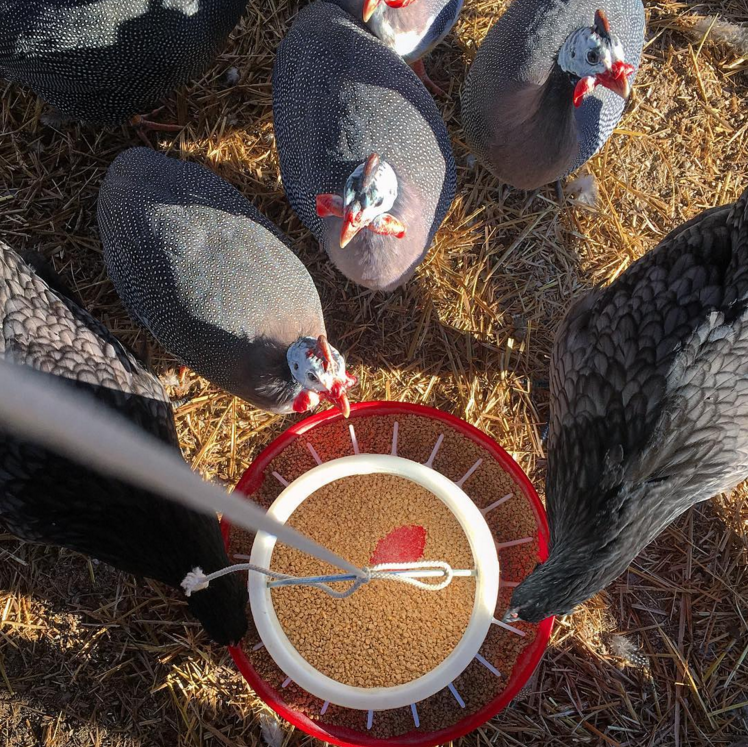 Screen Shot 2017-08-20 at 4.31.17 PM.png