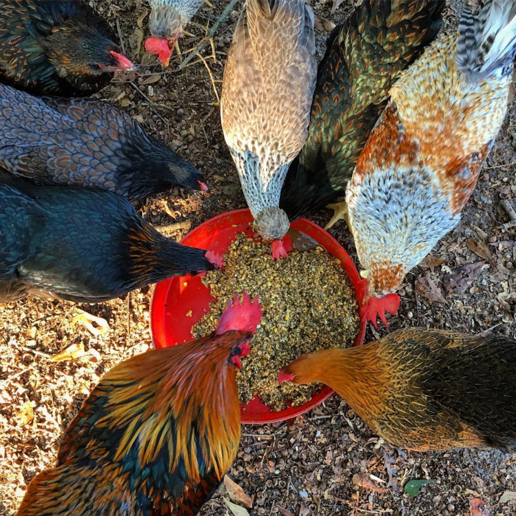 Screen Shot 2017-08-20 at 4.34.09 PM.png