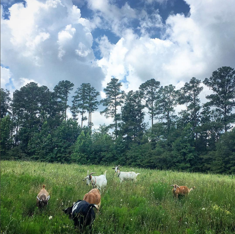 Screen Shot 2017-08-20 at 4.42.27 PM.png