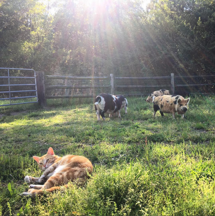 Screen Shot 2017-08-20 at 4.44.38 PM.png