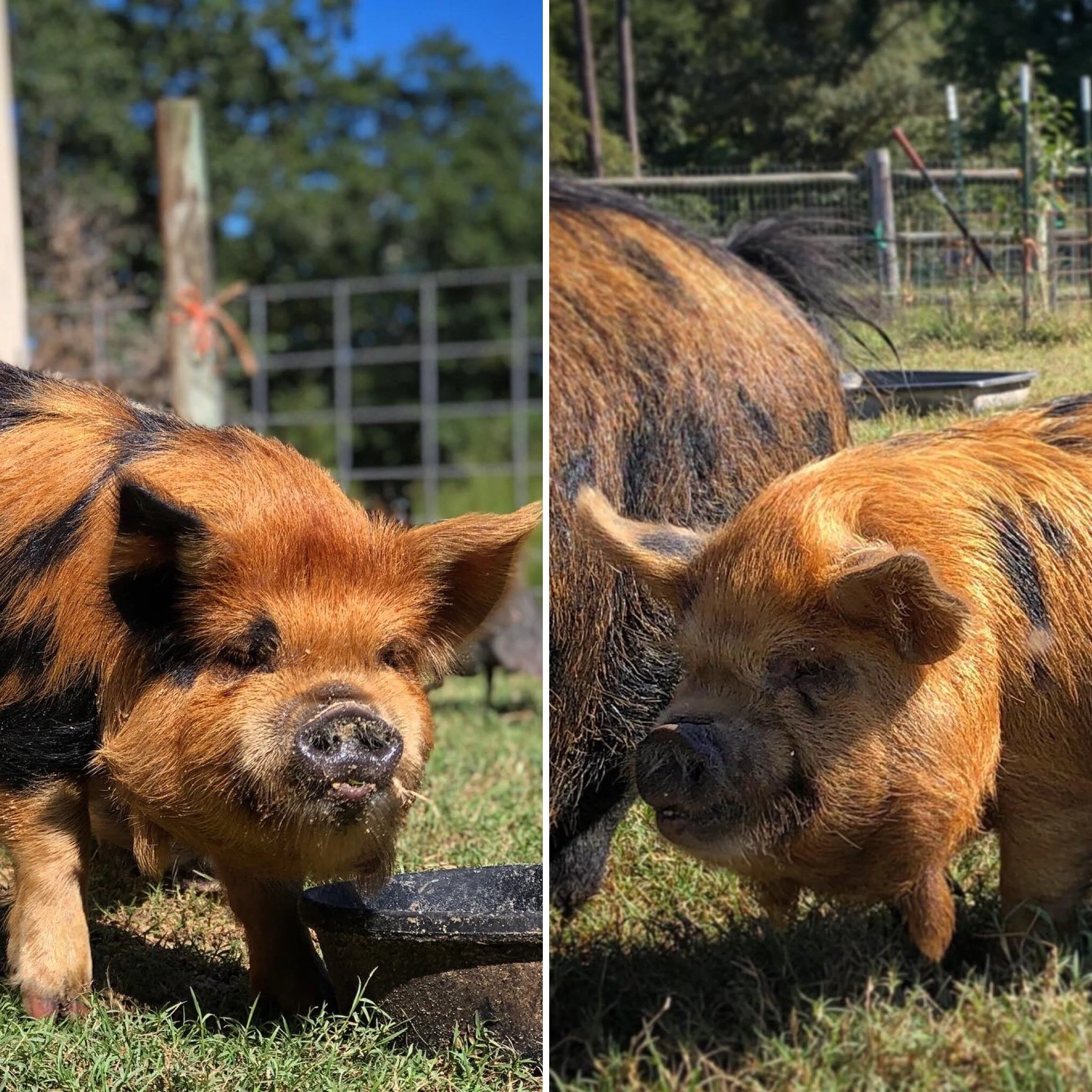 Calhoun & Bubbles