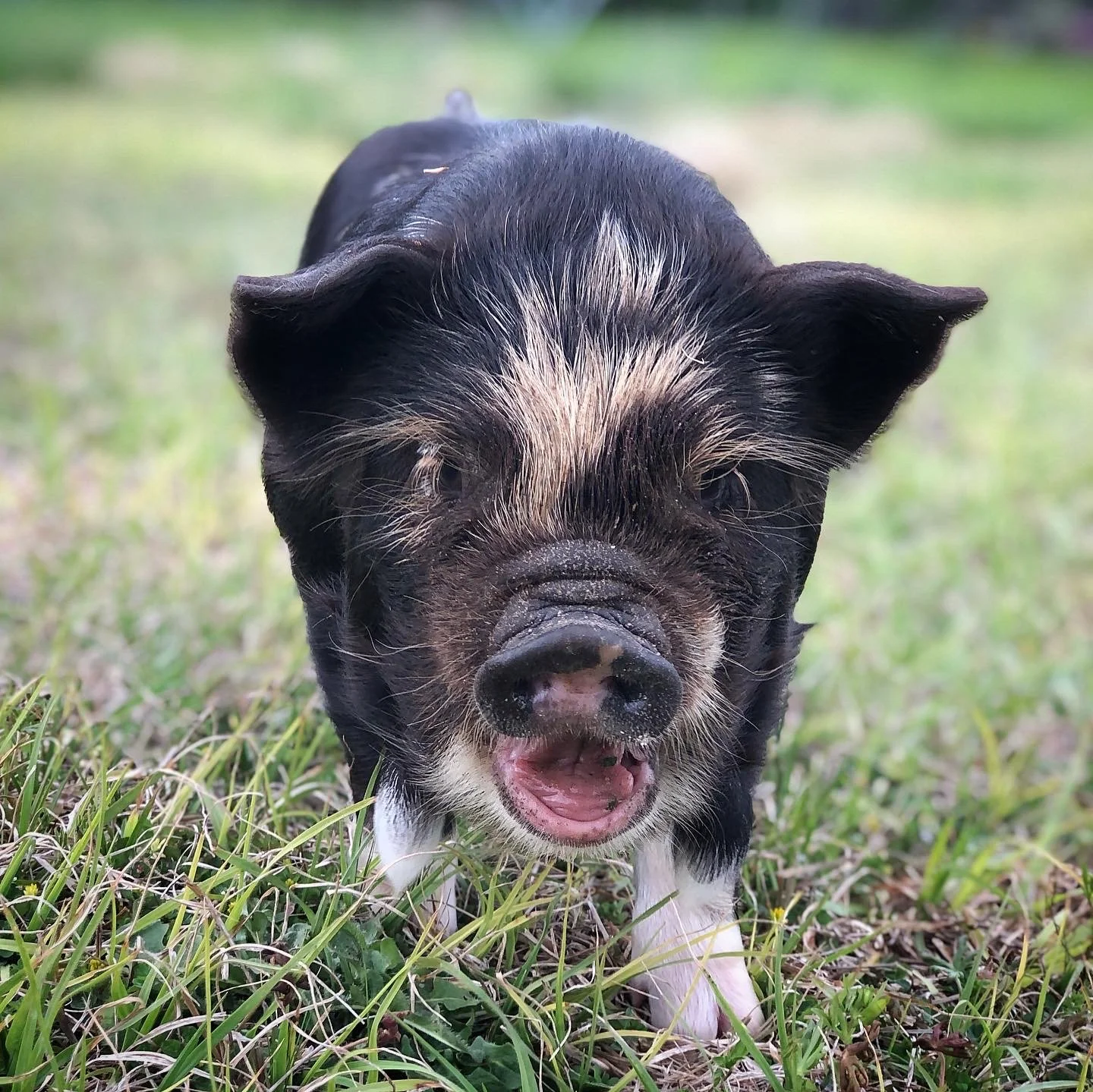Norman