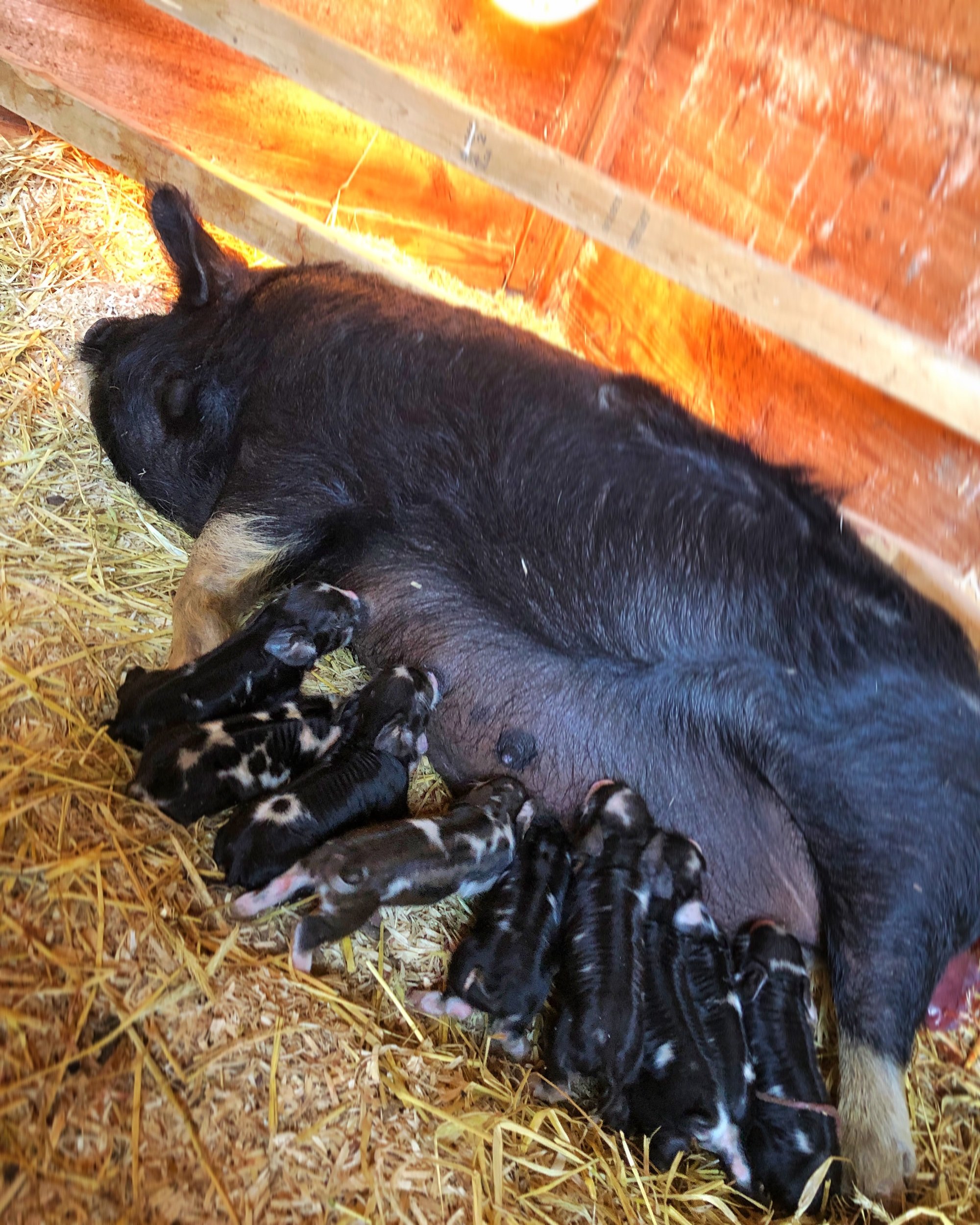 Ima with her first litter of nine. Easter Sunday 2022