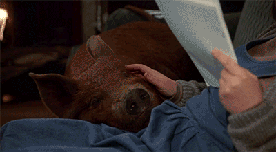 misery pig.gif