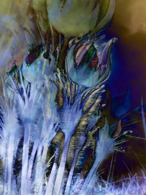 crocus 6.jpeg