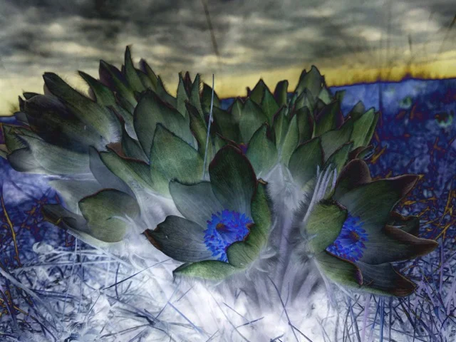 Susan Wiebe | Crocus II&nbsp;