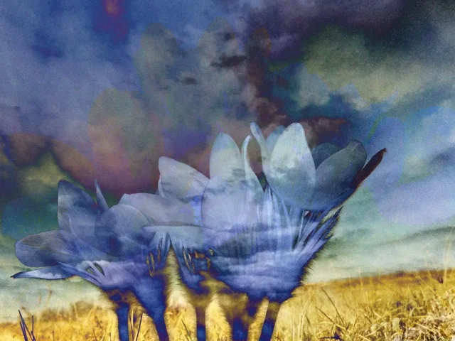 Susan Wiebe | Crocus III&nbsp;
