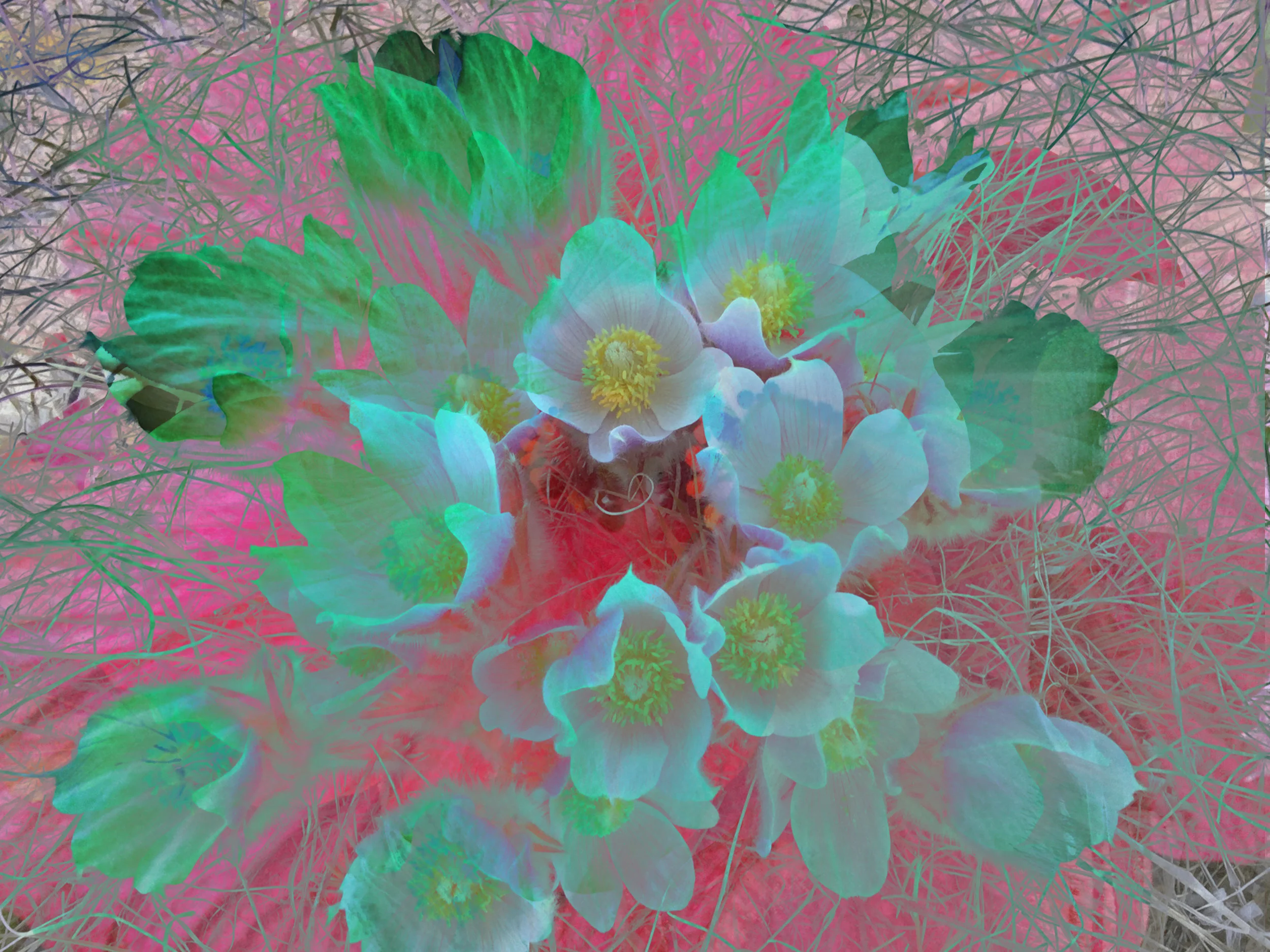 Susan Wiebe | Crocus VI