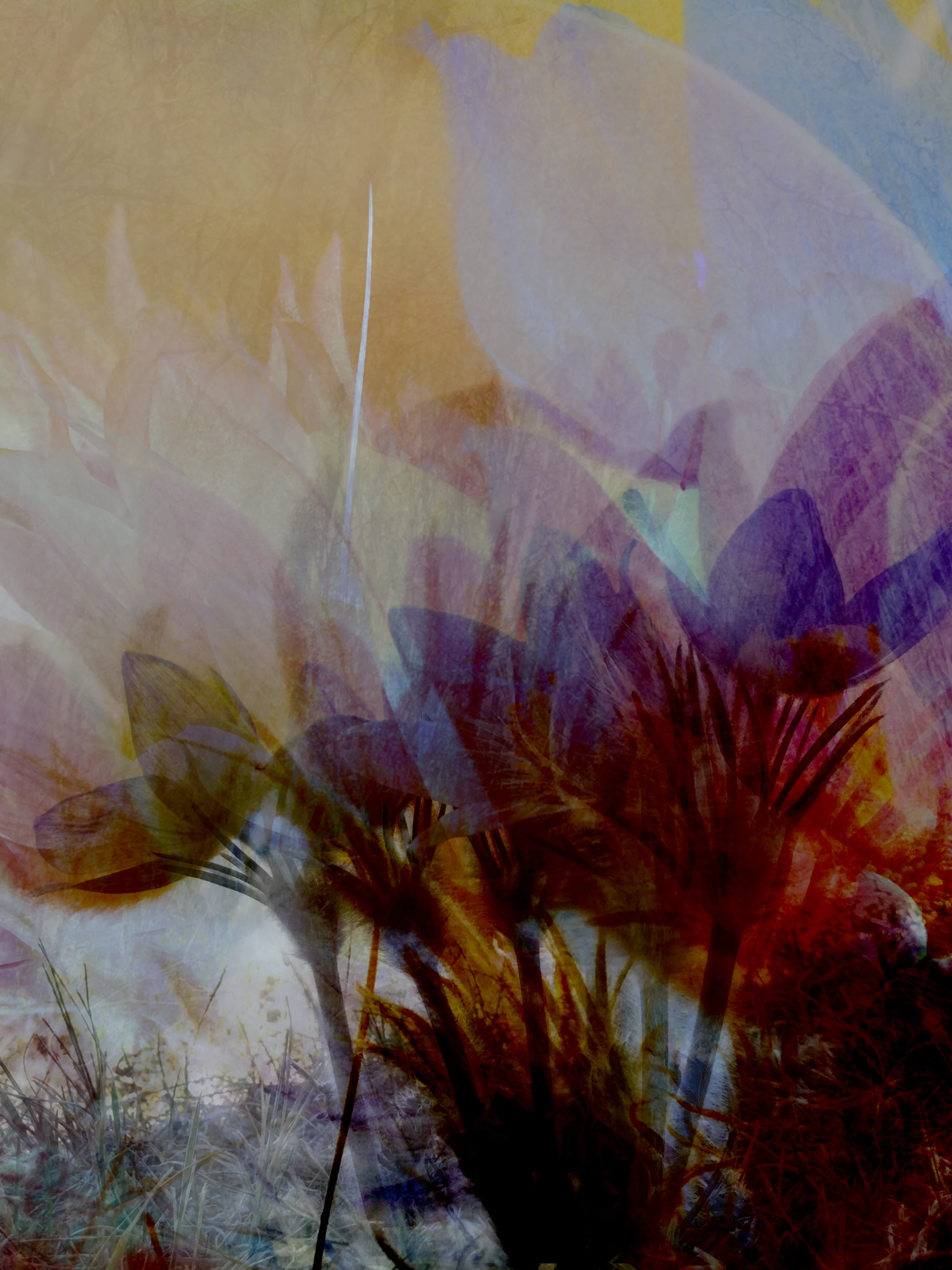 Susan Wiebe | Crocus VIII